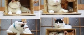 House for a cat from a cardboard box. Master class: instructions on how to make it yourself, drawings with dimensions, photos 