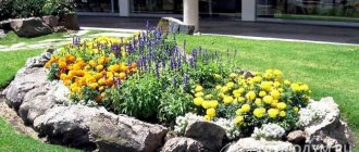 Flowerbed compositions using stones are practical and durable, universally fit into any style of garden or summer cottage