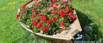 Travel lovers will love the idea of ​​using an old boat as a place for a flower garden.