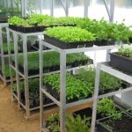 Rack for seedlings from corners