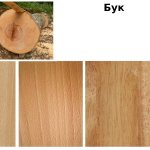 Properties of beech